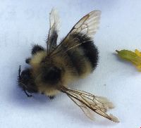 Bombus vagans image