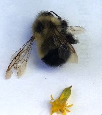 Bombus vagans image