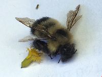 Bombus vagans image