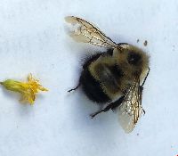 Bombus vagans image