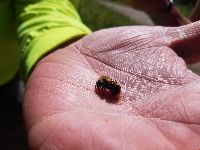 Bombus perplexus image