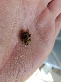 Bombus perplexus image