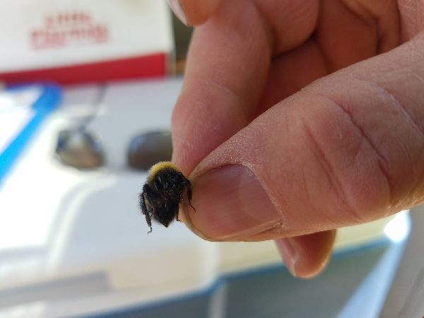 Bombus perplexus image