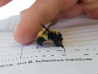 Bombus vagans image