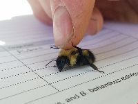 Bombus vagans image