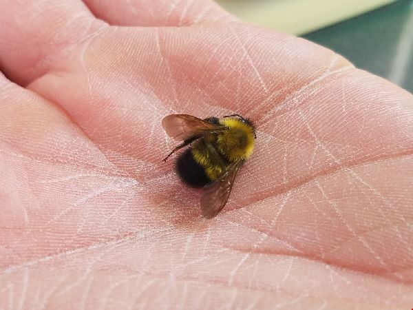 Bombus perplexus image