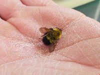 Bombus perplexus image