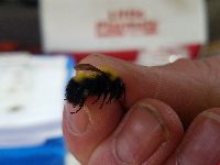 Bombus perplexus image
