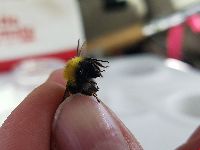 Bombus perplexus image