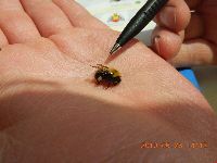 Bombus perplexus image
