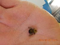 Bombus perplexus image