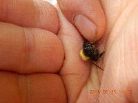 Bombus perplexus image