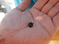 Bombus terricola image