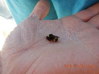 Bombus terricola image