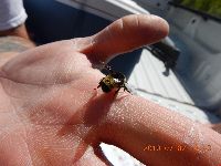 Bombus terricola image