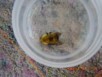 Bombus perplexus image