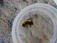Bombus perplexus image