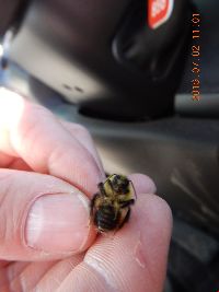 Bombus perplexus image