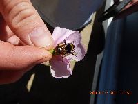 Bombus terricola image