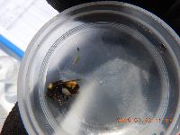 Bombus terricola image