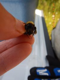 Bombus terricola image