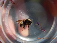 Bombus borealis image