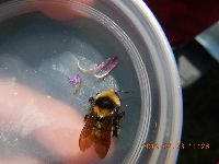 Bombus borealis image