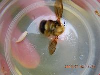 Bombus perplexus image