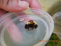 Bombus perplexus image