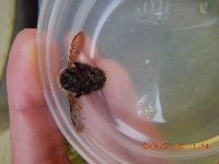 Bombus perplexus image