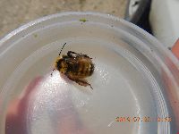 Bombus borealis image