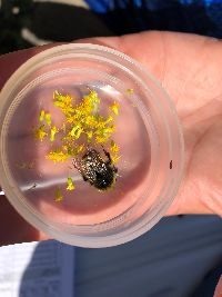 Bombus terricola image