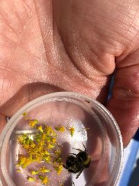 Bombus terricola image