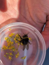 Bombus terricola image