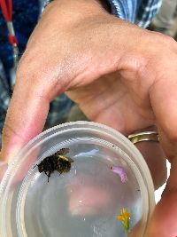 Bombus terricola image