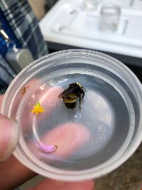 Bombus terricola image