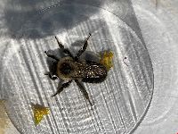 Bombus impatiens image