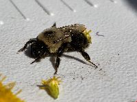 Bombus impatiens image