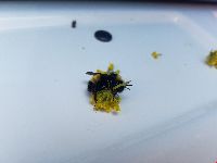 Bombus terricola image