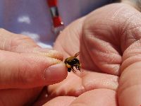 Bombus terricola image