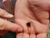 Bombus terricola image