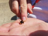 Bombus terricola image