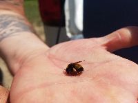 Bombus terricola image