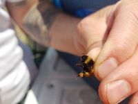 Bombus terricola image