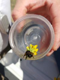 Bombus terricola image