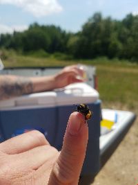 Bombus terricola image