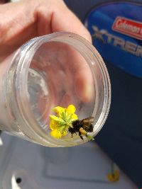 Bombus terricola image