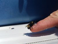 Bombus terricola image