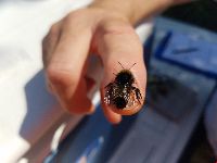 Bombus terricola image