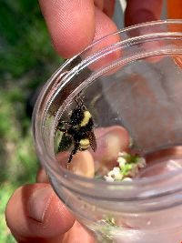 Bombus terricola image